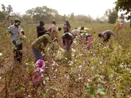 récolte du coton 11/2019